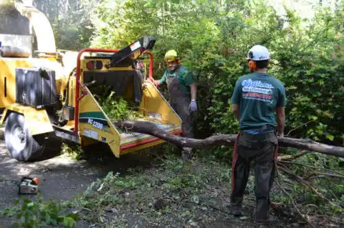 tree services Oak Park